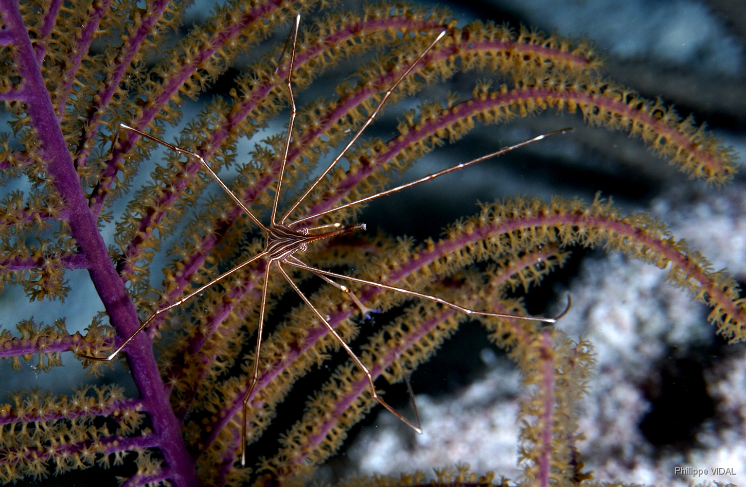 MediaEarth - Bahamas 2017 - DSC02506_rc - Yellow Line Arrow Crab - Araignee de mar rayee - Stenorhynchus seticornis.jpg